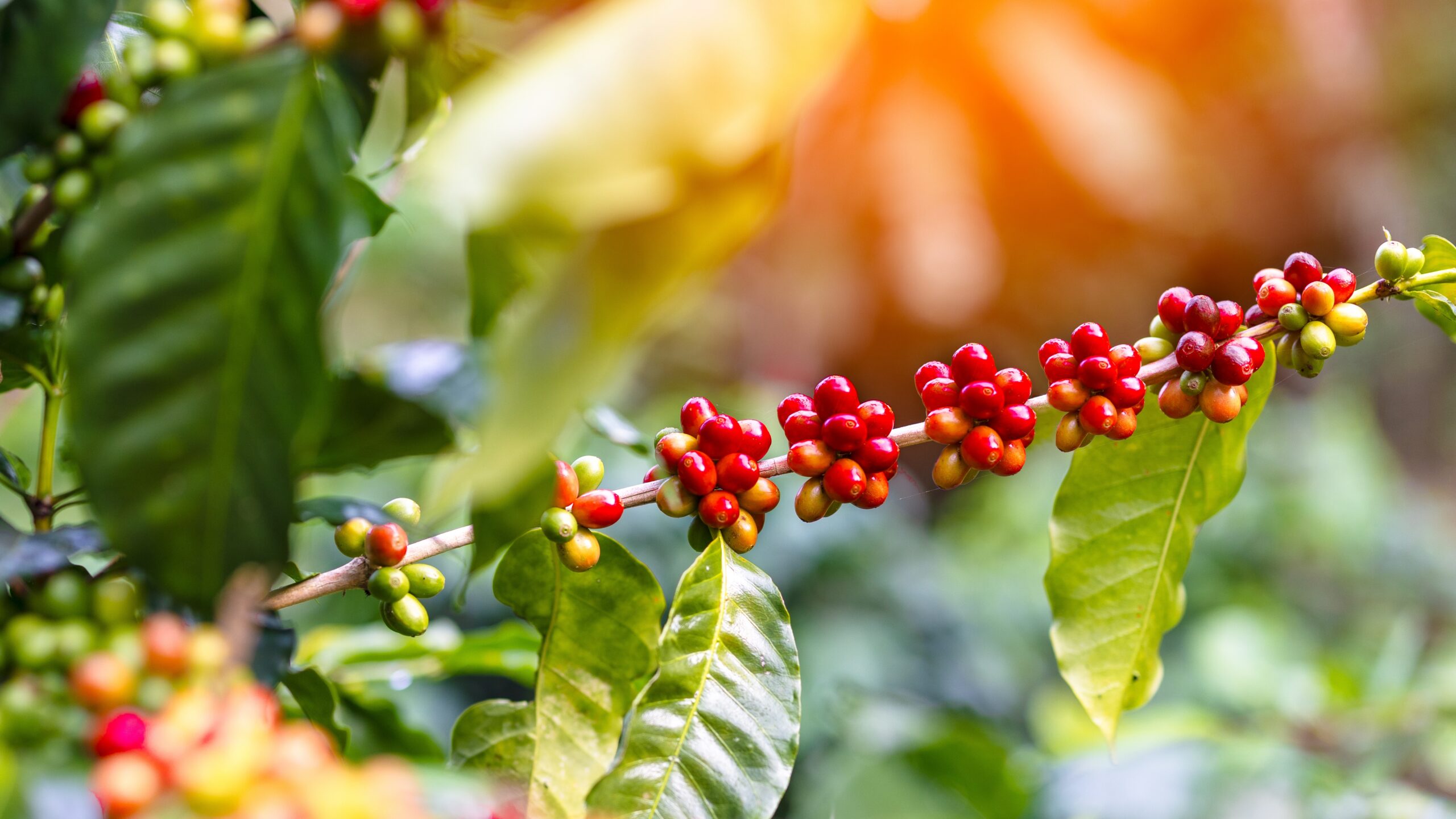 NPK Sollus (20-05-20)